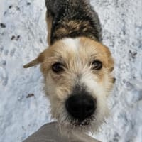 Liebe Sakari sucht ihre Familie, Hündin zur Adoption