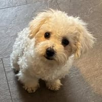 Biju 47551 Bedburg-Hau, Hund zur Adoption