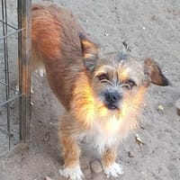 Zokni ° 60433 Frankfurt, Hund zur Adoption