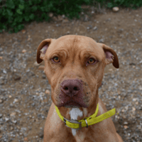 Roucky ( En cours d'adoption ), chien à adopter