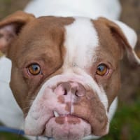 PAPOUILLE, chien à adopter