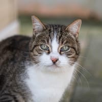 CRACHOU, chat à adopter