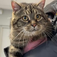 Minou/Moustique, chat à adopter