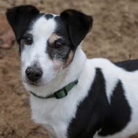 SPAROW, chien à adopter