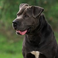 BUCKY, chien à adopter