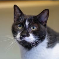 JIMI HENDRIX, chat à adopter