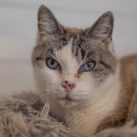 AZUR, chat à adopter