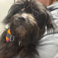 JULL, chien à adopter