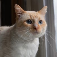 TARZAN, chat à adopter