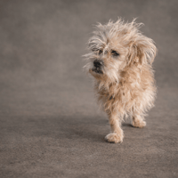 PINCEAU, chien à adopter