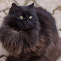 TANGO, chat à adopter