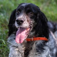 JUNE, chienne à adopter