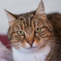 HELINA, chatte à adopter