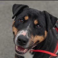 NEVER, chien à adopter