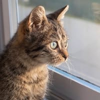 KOLEDA, chatte à adopter