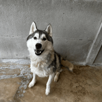 ALRIK VAA, chien à adopter