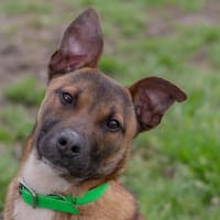 SUNNY, chien à adopter