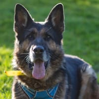 MOUGLY, chien à adopter