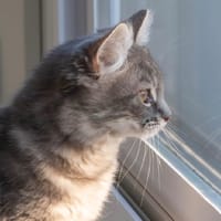 ADALYS, chatte à adopter