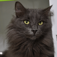 Oliver ( En cours d'adoption), chat à adopter