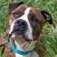 PRESTO, chien à adopter