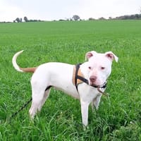 OHANA, chienne à adopter