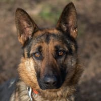 DIXY, chienne à adopter