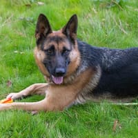 DIXY, chienne à adopter