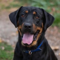 ASTON, chien à adopter