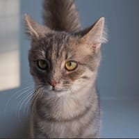 ALIX, chat à adopter