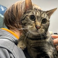 MINOU, chat à adopter