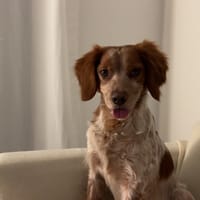 FOXTROTT, chien à adopter