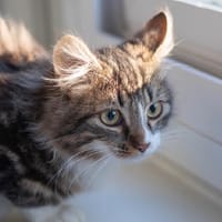 AMETYSTE, chat à adopter