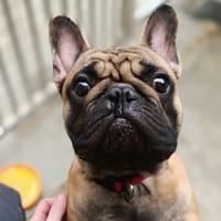 Peanut, chien à adopter