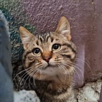 LENNON (réservé), chat à adopter