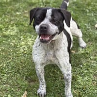 Nana CAA14558, chienne à adopter