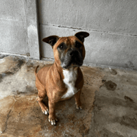 ACE VAA, chien à adopter