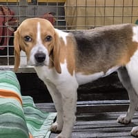 Chasy, chienne à adopter