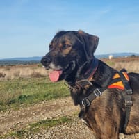 TRUST, chien à adopter