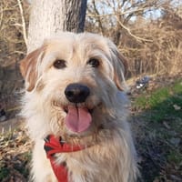 Pif, chien à adopter