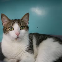 ALVINA HAB17489, chatte à adopter