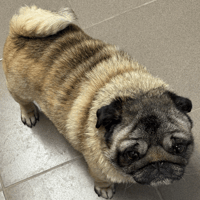 OPIUM, chien à adopter