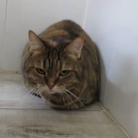 MOKA, chatte à adopter