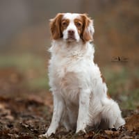 Harold, chien à adopter