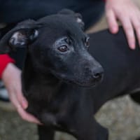 AMBRE, chienne à adopter