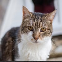 GARGANTUIN, chat à adopter