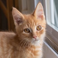 ASAP, chat à adopter