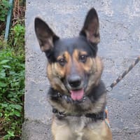 FOLKO, chien à adopter