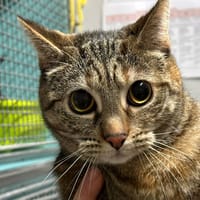 MINETTE, chatte à adopter