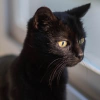 BOZIC, chat à adopter